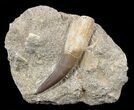 Fossil Plesiosaur (Zarafasaura) Tooth In Rock #58952-1